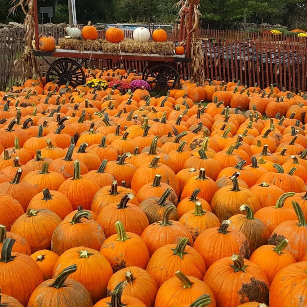 HALL🎃WEEN🧡 Countdown! - Picture 7 of 16
